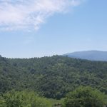 اجاره ویلای جنگلی لفور در استان مازندران شیرگاه