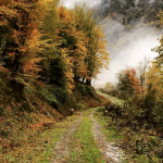 تور گیلان زیبا/پاییز جنگلی از تهران و کرج