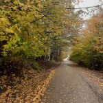 تور گیلان زیبا/پاییز جنگلی از تهران و کرج