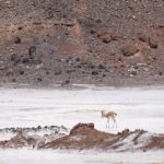 گشت جزیره هرمز با موتور سه چرخه