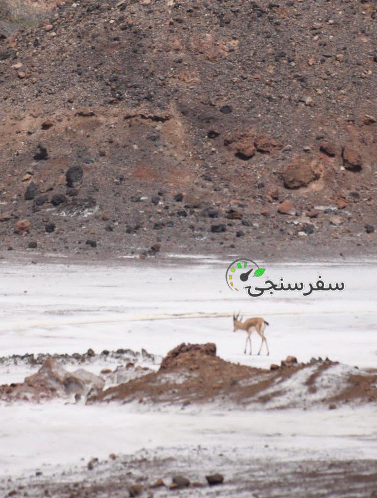 گشت جزیره هرمز با موتور سه چرخه