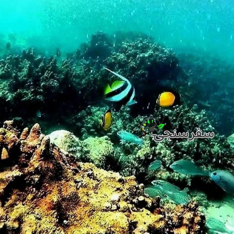 کیوان صالحی تورلیدر محلی در جزیره ابوموسی هرمزگان