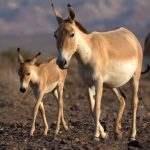 آژانس گردشگری کوله گرد غزل در سمنان