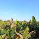 علیرضا دهمرده لیدر محلی در سیستان و بلوچستان(چابهار)