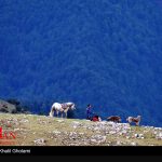 سجاد آزادی اجاره ماشین وانت نیسان برای (سوباتان)