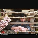 سجاد آزادی اجاره ماشین وانت نیسان برای (سوباتان)