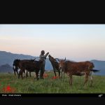 سجاد آزادی اجاره ماشین وانت نیسان برای (سوباتان)