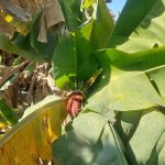 اسماعیل آرین مهر لیدر محلی گردشگری چابهار