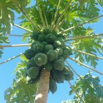 اسماعیل آرین مهر لیدر محلی گردشگری چابهار