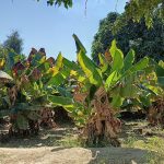 عدنان ملک رئیسی نژاد لیدر محلی در چابهار