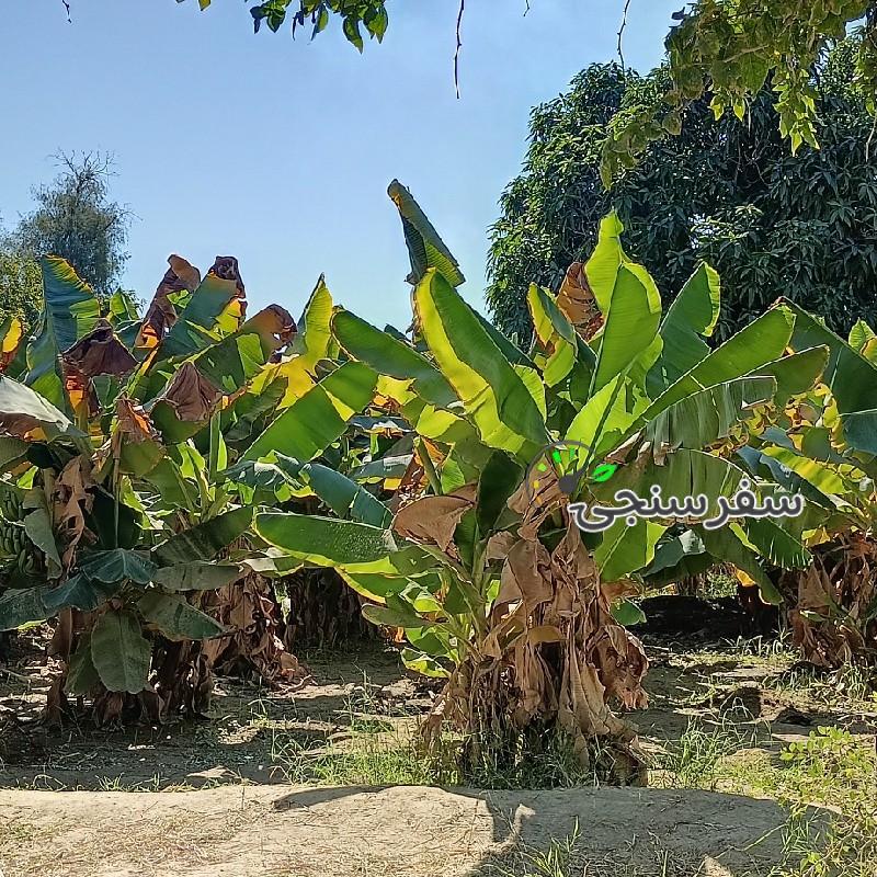 عدنان ملک رئیسی نژاد لیدر محلی در چابهار
