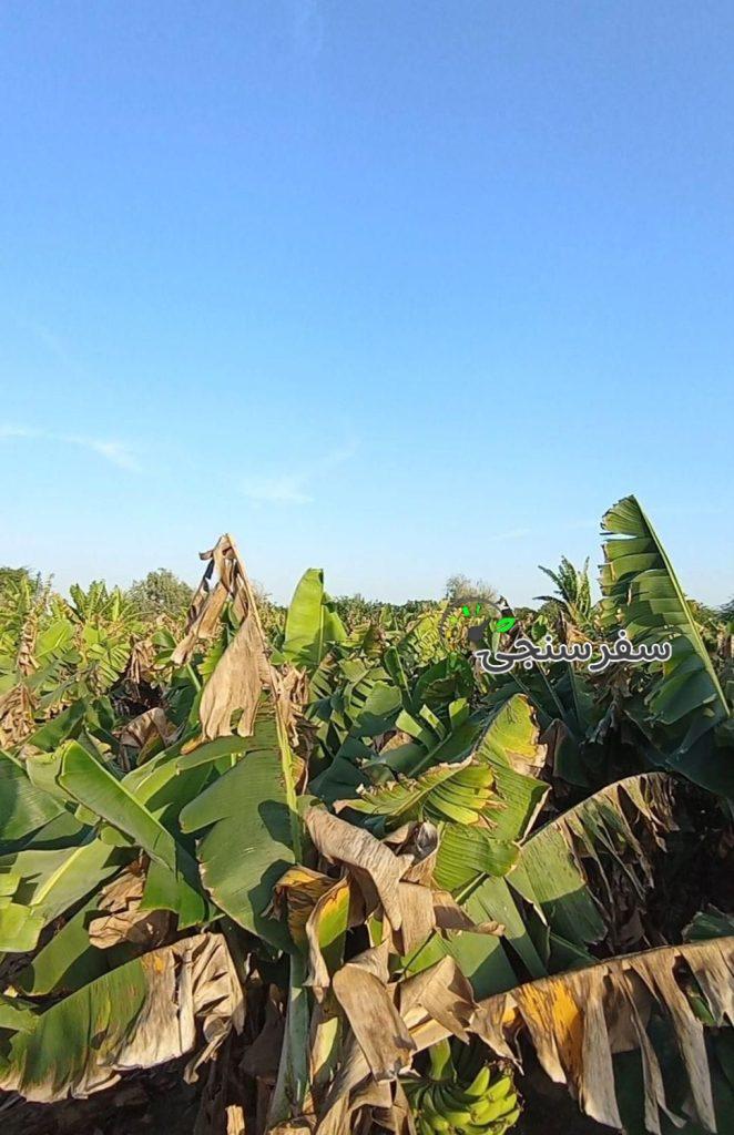 علیرضا دهمرده لیدر محلی گردشگری چابهار