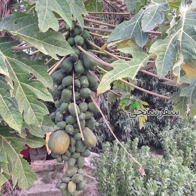 حمید بلوچ لیدر محلی چابهار و سرباز