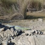 محمد بالو لیدر محلی چابهار با ده سال کاری در زمینه گردشگری