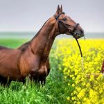 تور ترکمن صحرا نوروز 1404