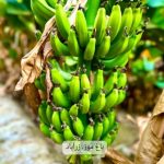 محمد بالو لیدر محلی چابهار با ده سال کاری در زمینه گردشگری