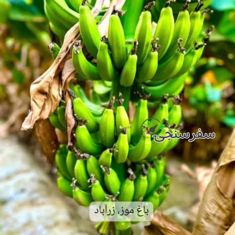 محمد بالو لیدر محلی چابهار با ده سال کاری در زمینه گردشگری