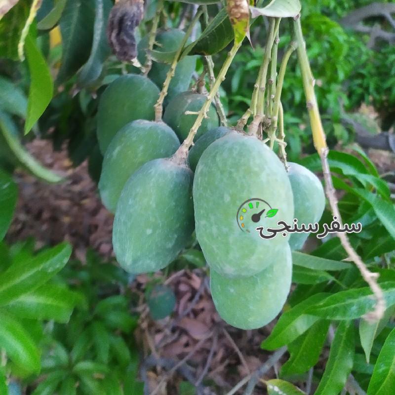 حمید بلوچ لیدر محلی چابهار و سرباز