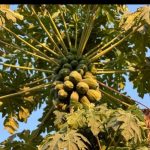 محمد بالو لیدر محلی چابهار با ده سال کاری در زمینه گردشگری