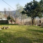 اجاره کلبه جنگلی در قلعه رودخان فومن باتمام امکانات فاطمه احمدی پور