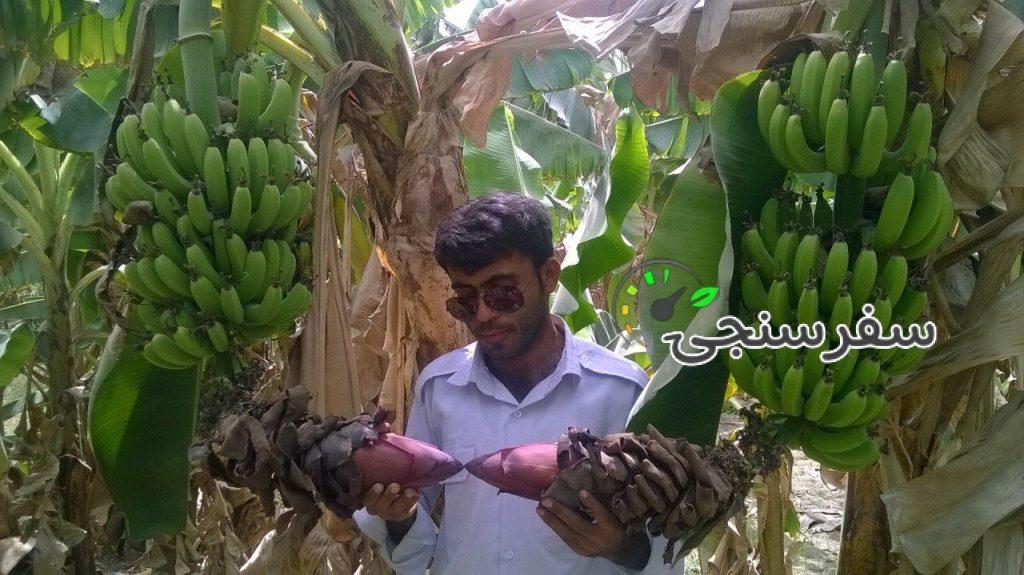 شرکت گردشگری روژان سیر چابهار