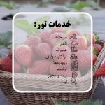تور توت‌فرنگی‌چینی