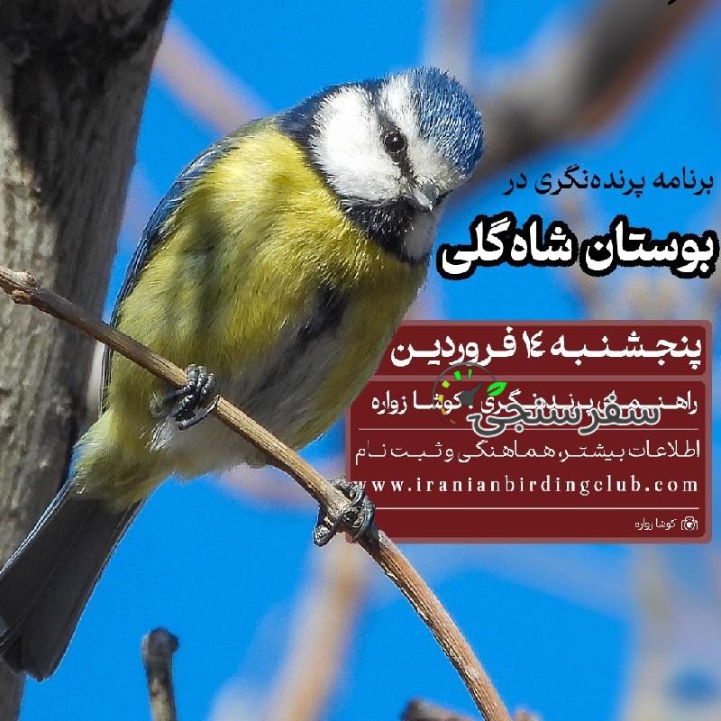 تور یک روزه پرنده نگری داخل شهر تبریز بوستان شاه گلی کوشا زواره