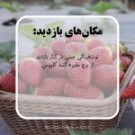 تور توت‌فرنگی‌چینی