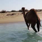 ناصر نیک فرجام لیدر محلی بلد چابهار