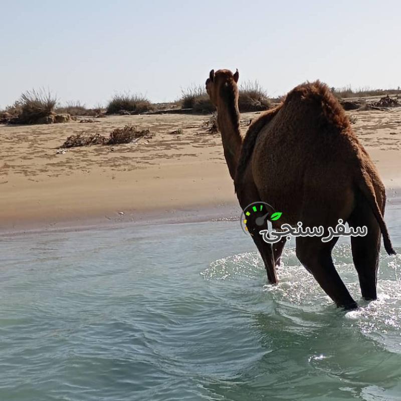 ناصر نیک فرجام لیدر محلی بلد چابهار