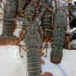 ناصر نیک فرجام لیدر محلی بلد چابهار