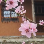 کلبه های چوبی ننه گل در مازندران