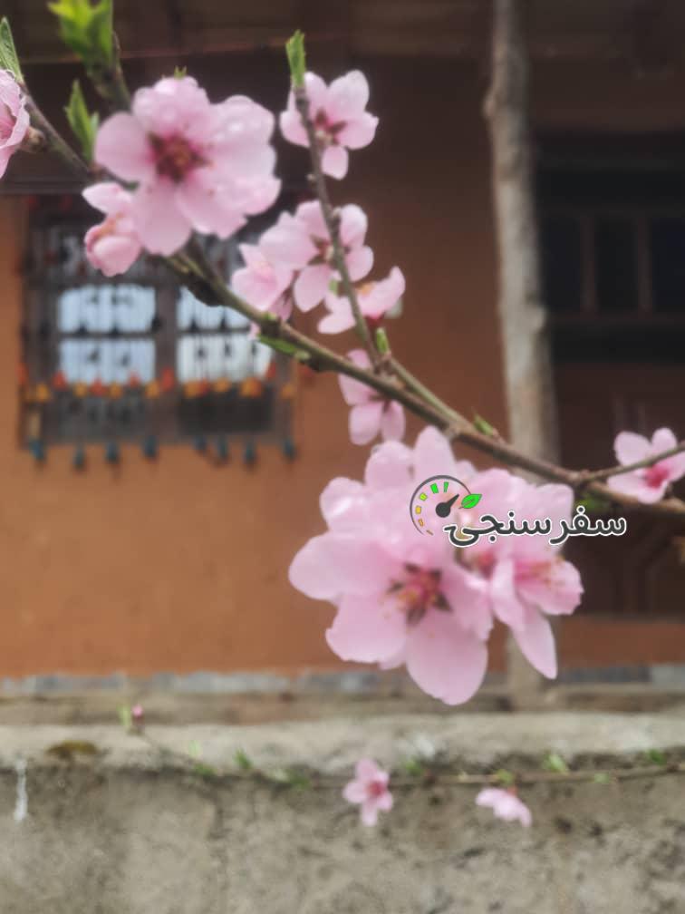 کلبه های چوبی ننه گل در مازندران