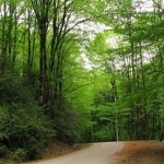 تور سد و جنگل لفور