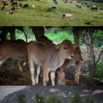 امیر علی هلاکو لیدر محلی در مینودشت گلستان