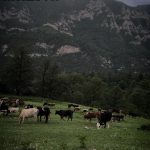 امیر علی هلاکو لیدر محلی در مینودشت گلستان