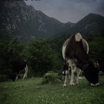 امیر علی هلاکو لیدر محلی در مینودشت گلستان