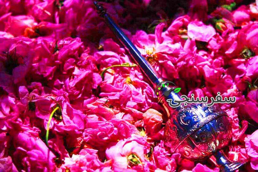 تور گلابگیری کاشان و باغ فین (فولبرد)