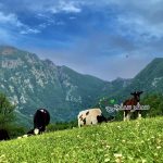 حسین هلاکو لیدر محلی مینودست گلستان