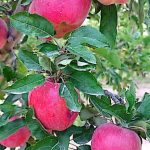 باغ رستوران شب های گلدشت