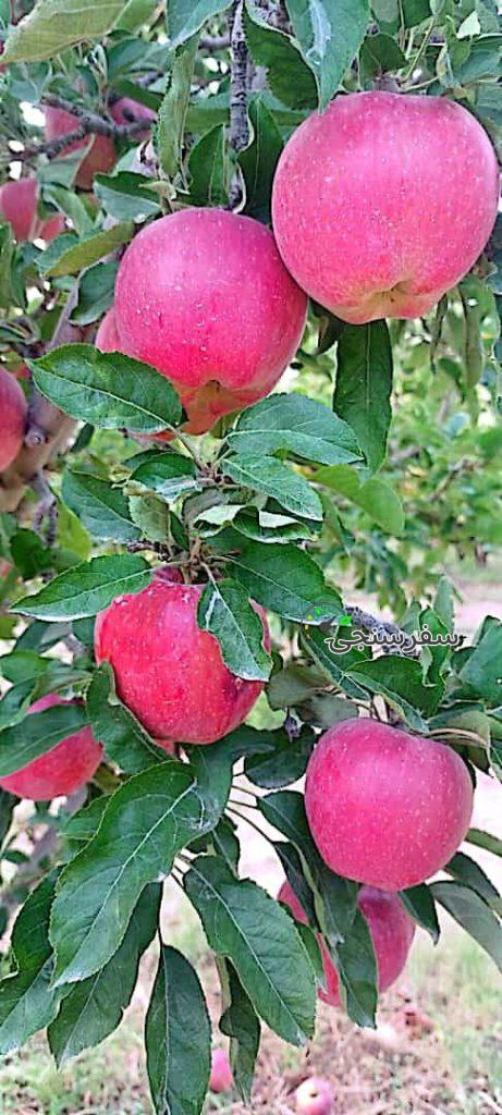 باغ رستوران شب های گلدشت