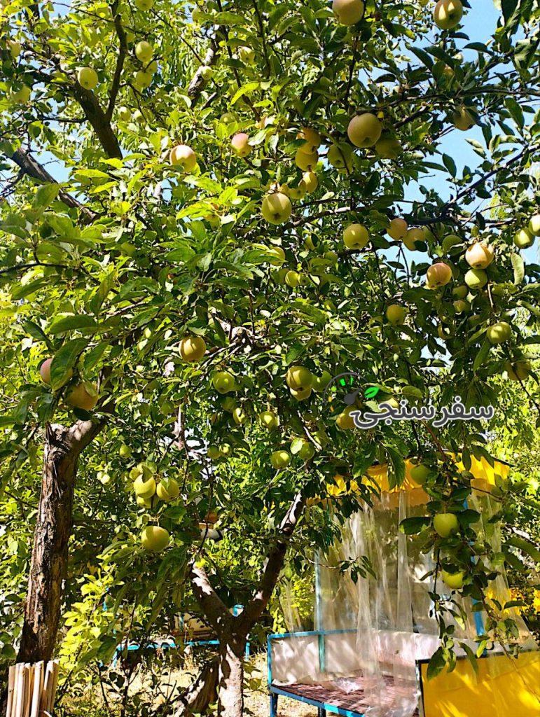 باغ رستوران شب های گلدشت