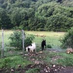 تور آشنایی با تایچی و چی گونگ در فضایی زیبا