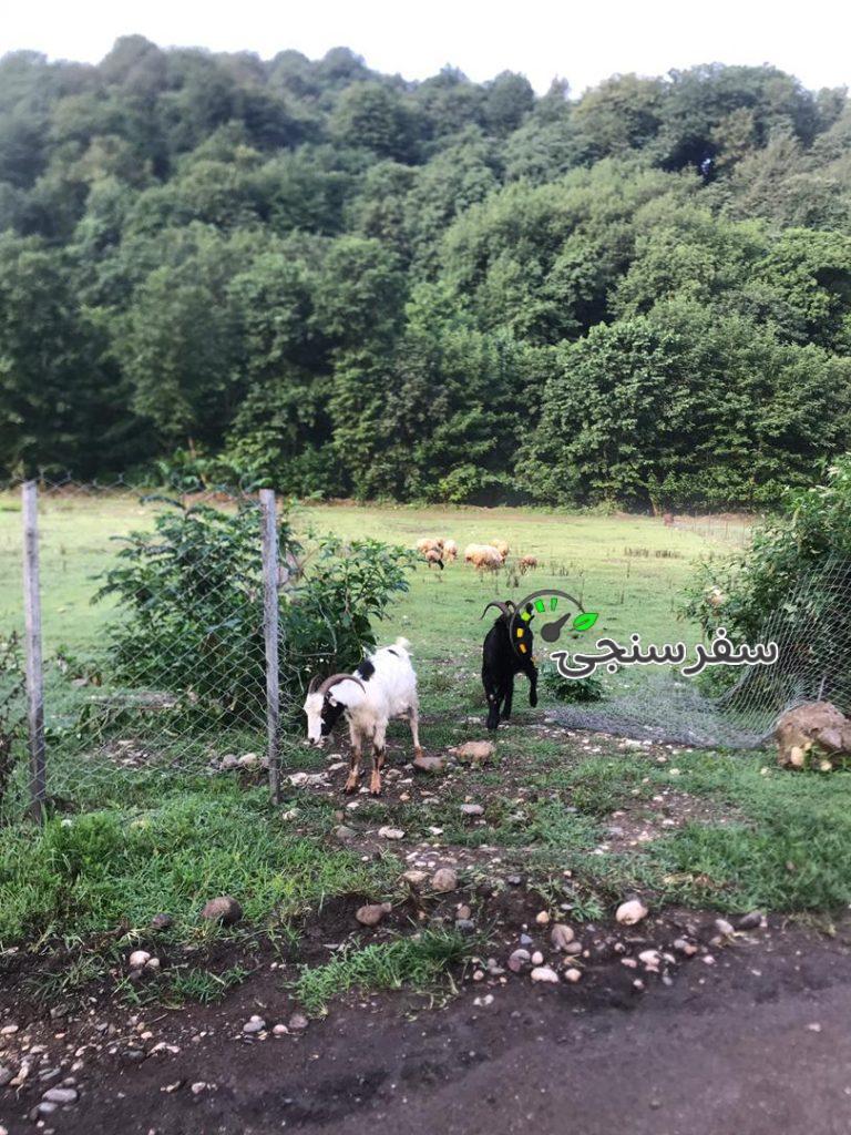 تور آشنایی با تایچی و چی گونگ در فضایی زیبا