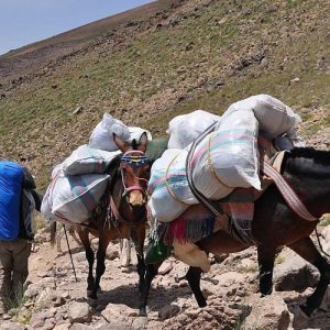 اجاره قاطر و خرد در صعود دماوند وبسایت سفرسنجی (1)