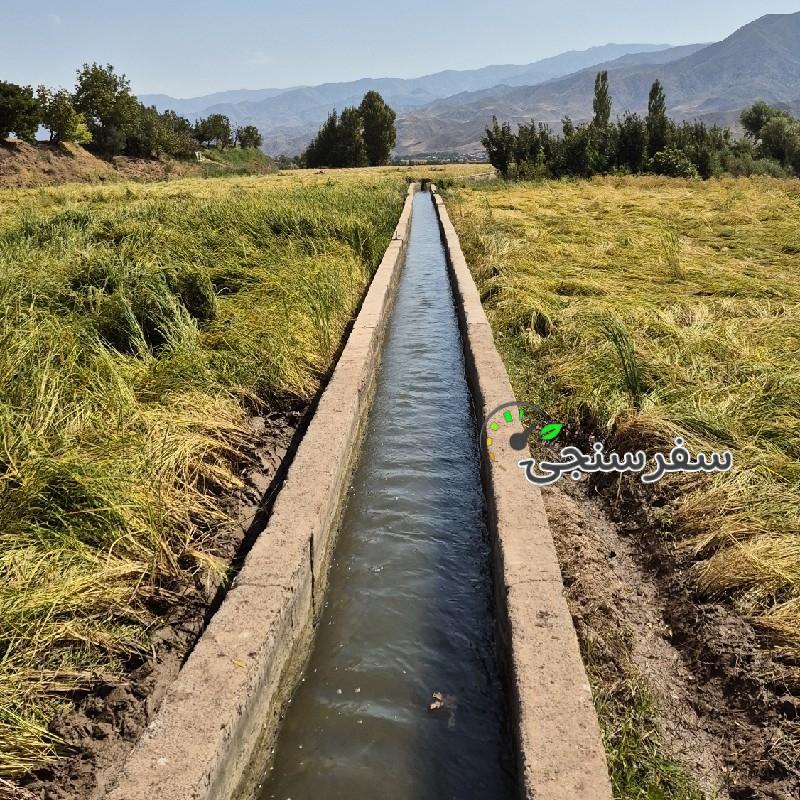 تور برداشت برنج از دل شالیزارهای طلایی الموت