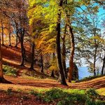 پیمایش جنگل ابر تا سرخدار | 2.5 روزه