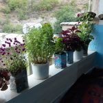 مسعود گلی اقامتگاه بومگردی ژیار در روستای گلین سنندج/