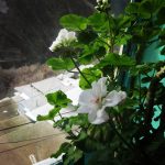 اقامتگاه ژیوان در روستای دولاب سنندج/