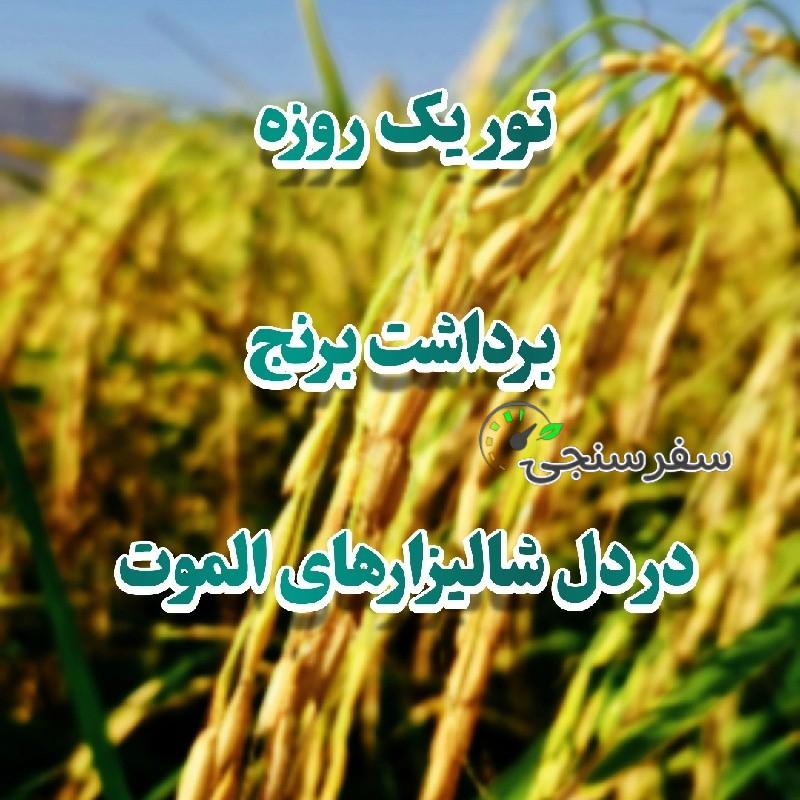 تور برداشت برنج از دل شالیزارهای طلایی الموت